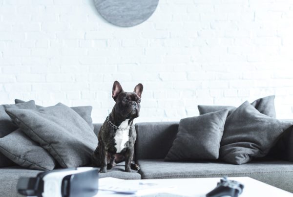 NSW tenant keeping a pet under new residential tenancy rules 2025